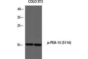 Western Blot (WB) analysis of COLO205 3T3 using p-PEA-15 (S116) antibody. (PEA15 Antikörper  (pSer116))