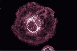 Immunofluorescence (IF) image for anti-RAS P21 Protein Activator (GTPase Activating Protein) 1 (RASA1) (AA 381-390) antibody (ABIN967706)