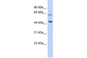 Western Blotting (WB) image for anti-NAD Kinase 2, Mitochondrial (NADK2) antibody (ABIN2459632) (NADK2 Antikörper)