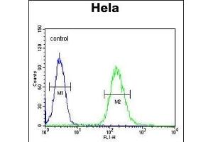 CLTC Antibody (Center) (ABIN652092 and ABIN2840545) flow cytometric analysis of Hela cells (right histogram) compared to a negative control cell (left histogram).