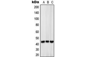 Western blot analysis of MCT13 expression in HeLa (A), mouse liver (B), rat liver (C) whole cell lysates.