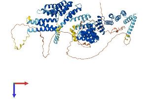 IFT88 Protein (AA 1-824) (His tag)