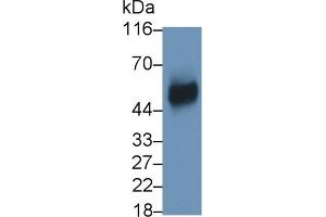 Detection of uPAR in RAW264. (PLAUR Antikörper  (AA 15-211))