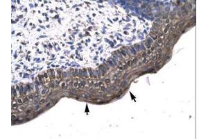 Image no. 2 for anti-KIN, Antigenic Determinant of RecA Protein Homolog (KIN) (AA 230-279) antibody (ABIN6735789) (KIN Antikörper  (AA 230-279))