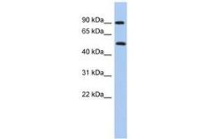 Image no. 1 for anti-Protein Arginine Methyltransferase 7 (PRMT7) (N-Term) antibody (ABIN6742956) (PRMT7 Antikörper  (N-Term))