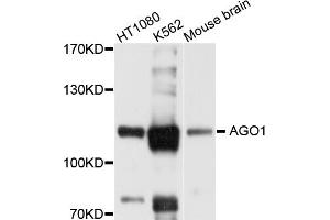 Western blot analysis of extracts of various cell lines, using AGO1 antibody (ABIN1877051) at 1:1000 dilution. (AGO1 Antikörper)