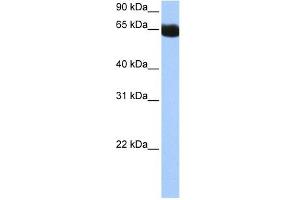 NSUN6 antibody used at 0.
