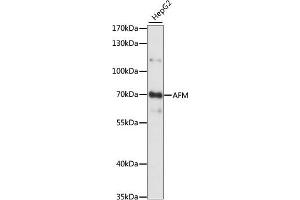 Western blot analysis of extracts of HepG2 cells, using AFM antibody (ABIN7265511) at 1:1000 dilution. (Afamin Antikörper  (AA 260-599))