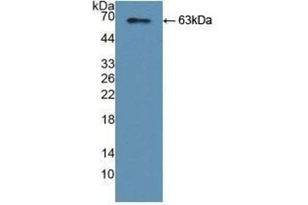 YARS Antikörper  (AA 2-528)