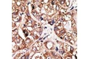 Immunohistochemistry (IHC) image for anti-Neuronal Differentiation 1 (NEUROD1) (AA 15-45) antibody (ABIN3031977)