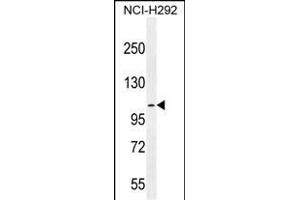 MUC3B Antibody (C-term ) (ABIN655722 and ABIN2845170) western blot analysis in NCI- cell line lysates (35 μg/lane). (MUC3B Antikörper  (C-Term))