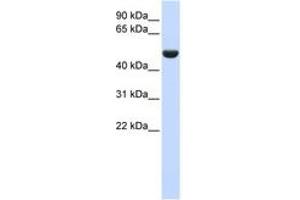 Image no. 1 for anti-CD36 (CD36) (AA 36-85) antibody (ABIN6743467) (CD36 Antikörper  (AA 36-85))