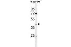 Western blot analysis in mouse spleen tissue lysates (35ug/lane) using NFKBID / IKBNS  Antibody (N-term). (Nfkbid,ikbns (AA 98-127), (N-Term) Antikörper)