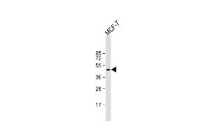 Anti-TGOLN2 Antibody (C-term) at 1:1000 dilution + MCF-7 whole cell lysate Lysates/proteins at 20 μg per lane.