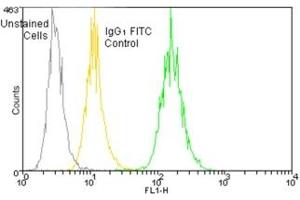 Flow cytometry analysis of 106 Jurkat cells stained using HSP70/HSP72, mAb (C92F3A-5) (FITC conjugate) at a concentration of 50 μg/mL. (HSP70 Antikörper  (FITC))