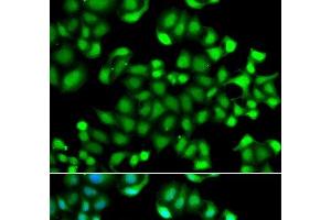 Immunofluorescence analysis of A549 cells using MAPKAPK3 Polyclonal Antibody (MAPKAP Kinase 3 Antikörper)