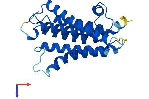 PIGF Protein (AA 1-219) (His tag)