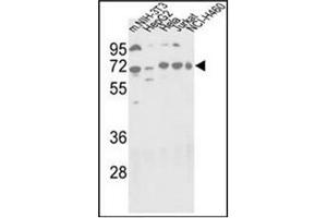 Western blot analysis using Autophagy APG16L Antibody (C-term) in NIH-3T3, HepG2, Hela, Jurkat and NCI-H460 cell line lysates (35 µg/lane).
