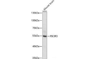Western blot analysis of extracts of Mouse brain using PIK3R3 Polyclonal Antibody at dilution of 1:1000. (PIK3R3 Antikörper)
