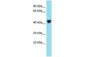 Host: Rabbit  Target Name: Preb  Sample Tissue: Mouse Liver lysates  Antibody Dilution: 1. (PREB Antikörper  (N-Term))