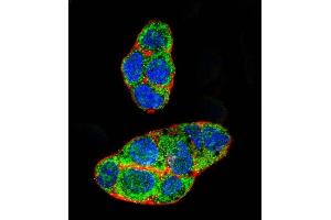 Confocal immunofluorescent analysis of NR1I2 Antibody (Center) (ABIN652618 and ABIN2842413) with HepG2 cell followed by Alexa Fluor 488-conjugated goat anti-rabbit lgG (green). (NR1I2 Antikörper  (AA 100-127))