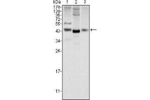 Western blot analysis using WNT1 mouse mAb against NIH/3T3 (1), 3T3L1 (2) and Hela (3) cell lysate.