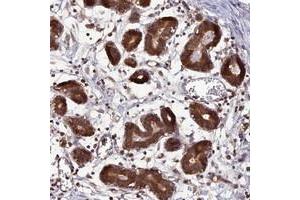 Immunohistochemical staining of human breast with C11orf10 polyclonal antibody  shows strong cytoplasmic positivity in glandular cells. (TMEM258 Antikörper)