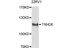 Western blot analysis of extract of 22RV1 cells, using TRHDE antibody. (TRHDE Antikörper)