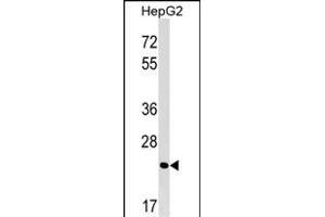 MRTO4 Antibody (N-term) (ABIN1539395 and ABIN2849177) western blot analysis in HepG2 cell line lysates (35 μg/lane). (C1orf33 Antikörper  (N-Term))