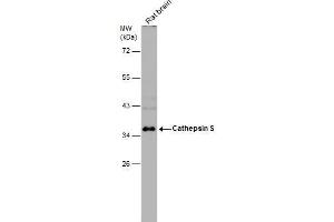 WB Image Rat tissue extract (50 μg) was separated by 10% SDS-PAGE, and the membrane was blotted with Cathepsin S antibody , diluted at 1:1000. (Cathepsin S Antikörper)