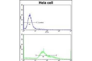 Flow cytometric analysis of hela cells using STRAP Antibody (bottom histogram) compared to a negative control cell (top histogram)FITC-conjugated goat-anti-rabbit secondary antibodies were used for the analysis.