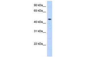 Image no. 1 for anti-Zinc Finger Protein 213 (ZNF213) (C-Term) antibody (ABIN6740545) (ZNF213 Antikörper  (C-Term))