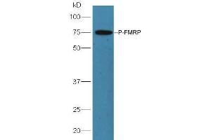 Lane 1: mouse brain lysates probed with Rabbit Anti-FMRP (Ser500) Polyclonal Antibody, Unconjugated  at 1:5000 for 90 min at 37˚C.