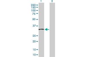 Western Blot analysis of TCEA2 expression in transfected 293T cell line by TCEA2 MaxPab polyclonal antibody. (TCEA2 Antikörper  (AA 1-299))
