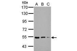Image no. 2 for anti-Kelch Repeat and BTB (POZ) Domain Containing 4 (KBTBD4) (AA 287-518) antibody (ABIN1501896) (KBTBD4 Antikörper  (AA 287-518))