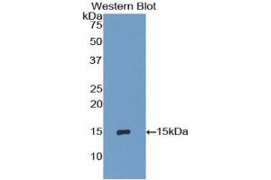 Western blot analysis of recombinant Mouse IP10.