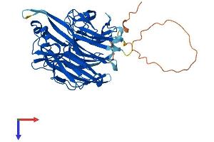 Neu3 Protein (AA 1-418) (His tag)