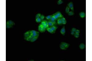 Immunofluorescence staining of HepG2 cells with ABIN7144688 at 1:133, counter-stained with DAPI. (Arylsulfatase E Antikörper  (AA 352-494))