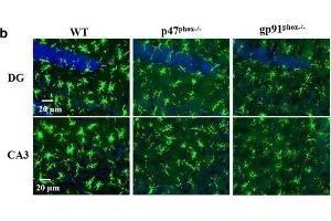 Immunofluorescence (Paraffin-embedded Sections) (IF (p)) image for anti-Ionized Calcium-binding Adapter Molecule 1 (IBA1) (C-Term) antibody (ABIN2857032)