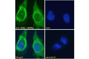 ABIN185327 Immunofluorescence analysis of paraformaldehyde fixed U251 cells, permeabilized with 0. (ERK2 Antikörper  (AA 9-19))
