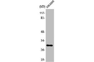 Western Blot analysis of COLO205 cells using 14-3-3 ζ Polyclonal Antibody (14-3-3 zeta Antikörper)