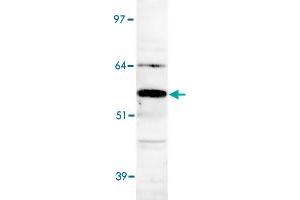 Detection of Apcdd1 in human heart lysate with Apcdd1 polyclonal antibody . (APCDD1 Antikörper  (AA 400-500))