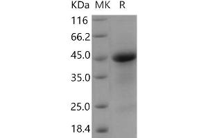 Western Blotting (WB) image for R-Spondin 1 (RSPO1) (Active) protein (His tag) (ABIN7320321)