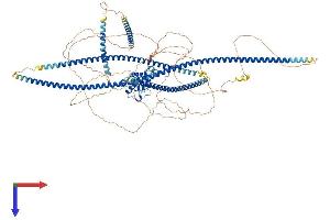 NSP5 Protein (AA 1-1068) (His tag)