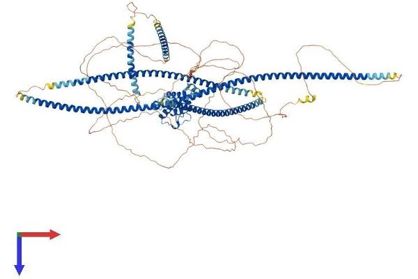 NSP5 Protein (AA 1-1068) (His tag)
