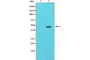 Western blot analysis of AGER（RAGE） expression in HUVEC whole cell lysate. (RAGE Antikörper  (Internal Region))