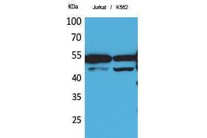 Western Blotting (WB) image for anti-HNF4 alpha/gamma (Ser483) antibody (ABIN3178356) (HNF4 alpha/gamma Antikörper  (Ser483))