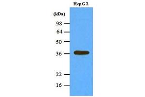 Western blot analysis: Cell lysates of HepG2 (45ug) were resolved by SDS-PAGE, transferred to NC membrane and probed with anti-human PPP1CA (1:1000). (PPP1CA Antikörper)