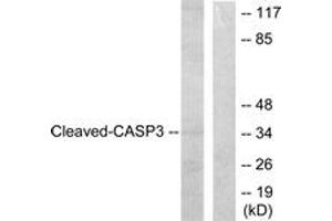 Western blot analysis of extracts from HeLa cells, treated with Etoposide 25uM 60', using Caspase 3 (Cleaved-Asp175) Antibody. (Caspase 3 Antikörper  (Cleaved-Asp175))