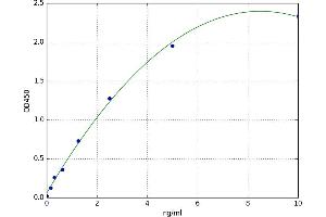 V-Maf Musculoaponeurotic Fibrosarcoma Oncogene Homolog (Avian) (MAF) ELISA Kit